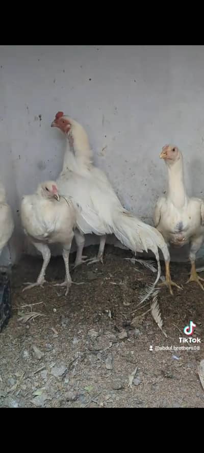 HEERA CHICKS FOR SALE