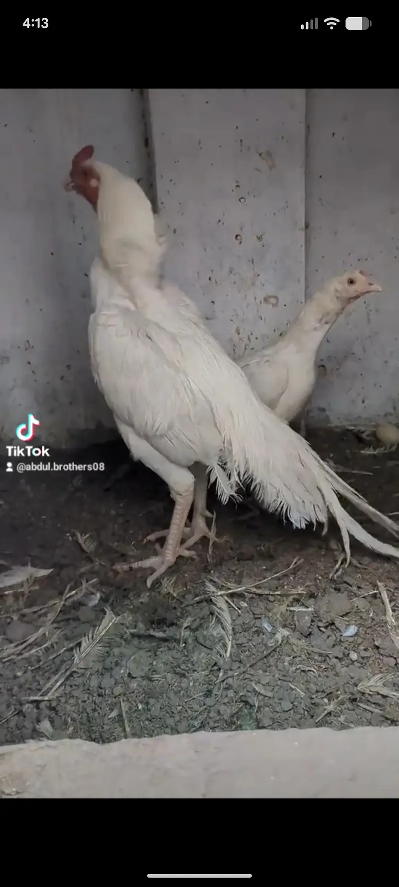 HEERA CHICKS FOR SALE — photo 2
