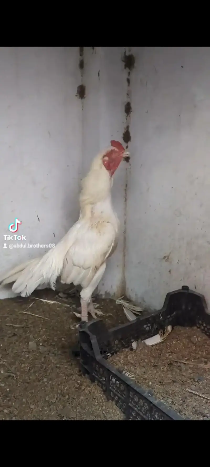 HEERA CHICKS FOR SALE — photo 3