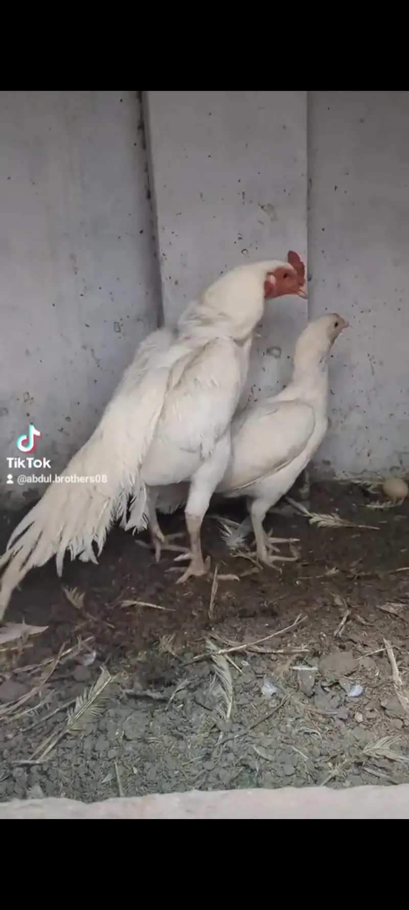 HEERA CHICKS FOR SALE — photo 4
