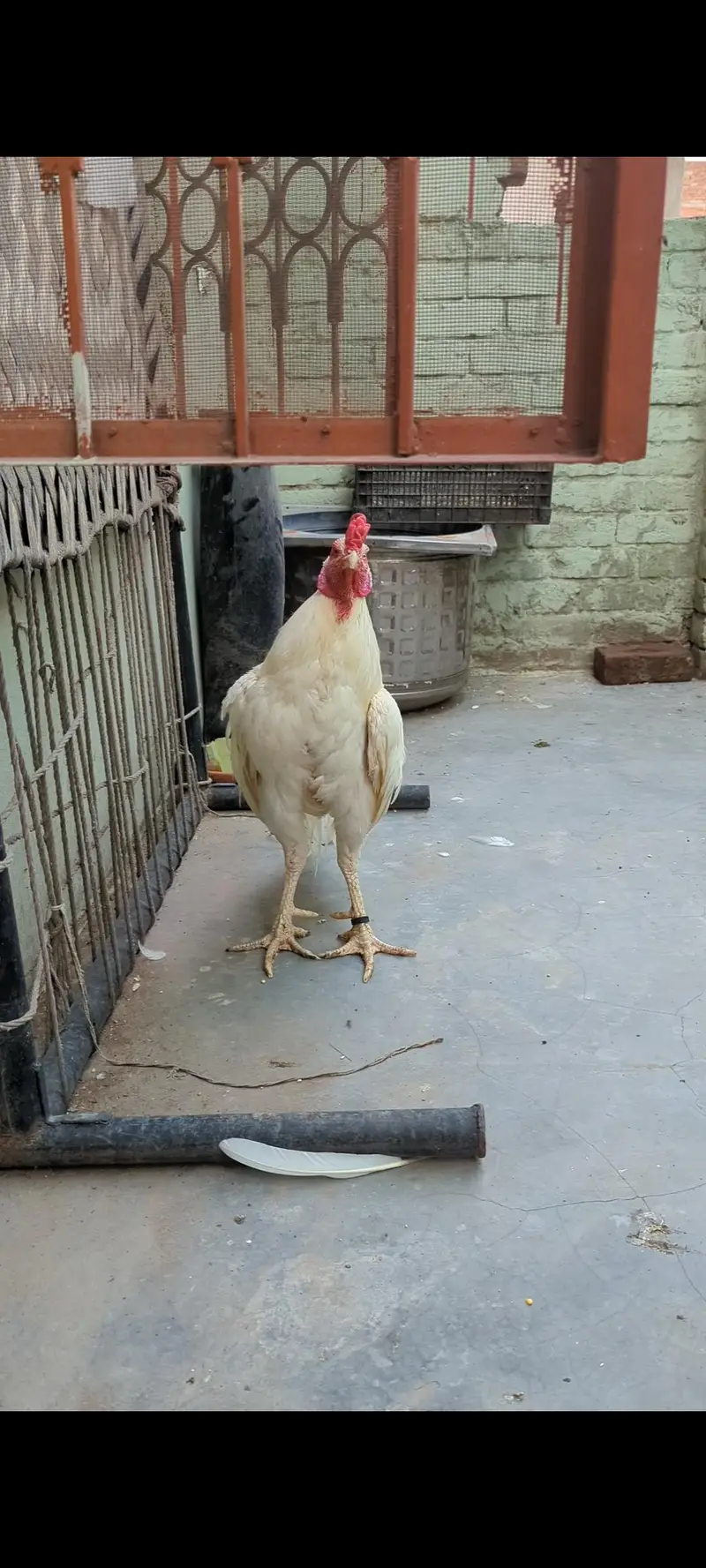 HEERA CHICKS FOR SALE — photo 5