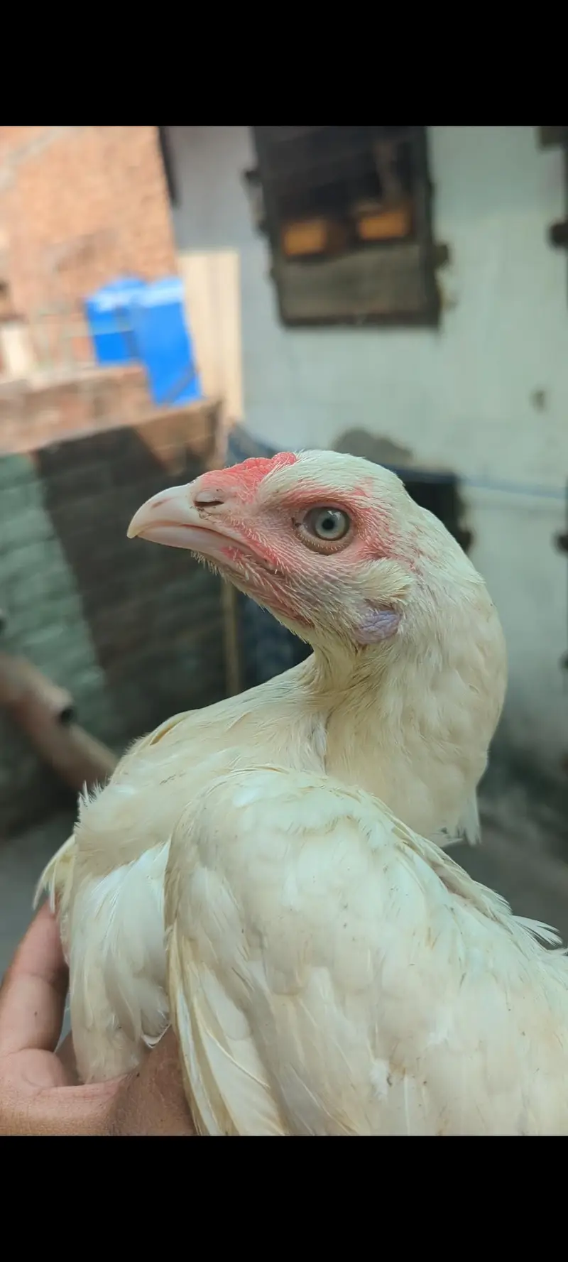 HEERA CHICKS FOR SALE — photo 6