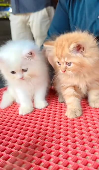 Quality Persian cat & Kittens Male & female    0322 7335071 WhatsApp