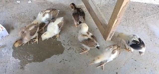 selling aseel jagerri chicks