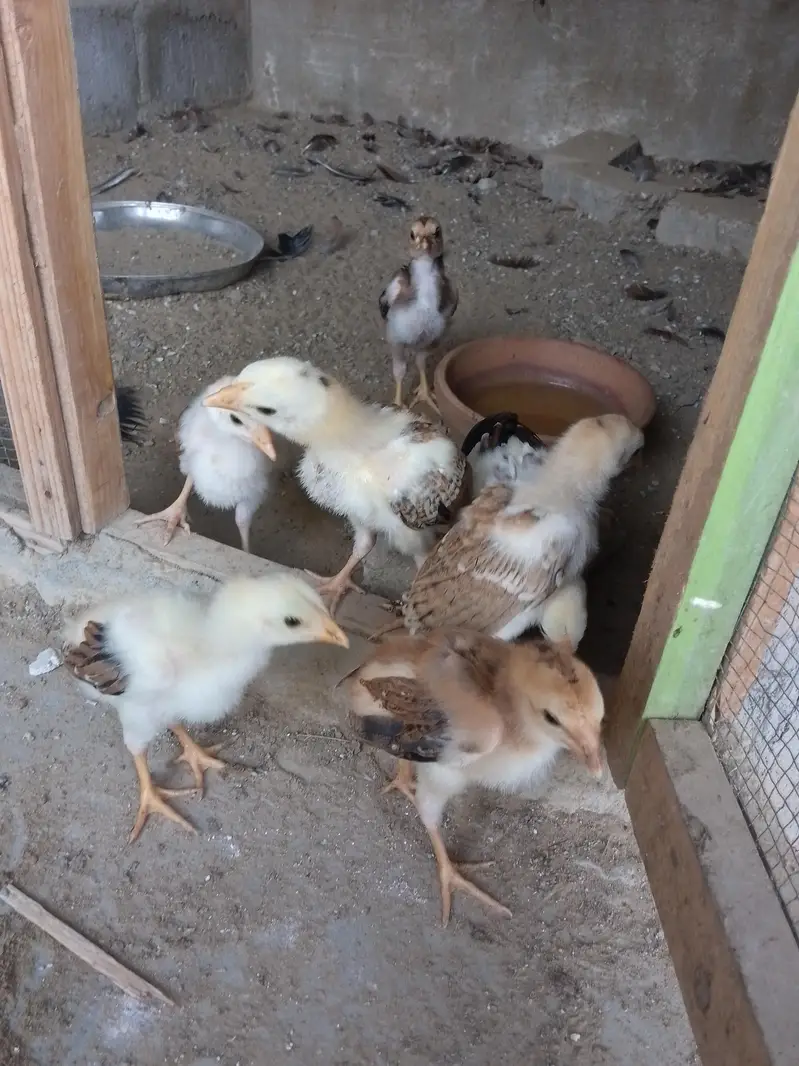 selling aseel jagerri chicks — photo 2
