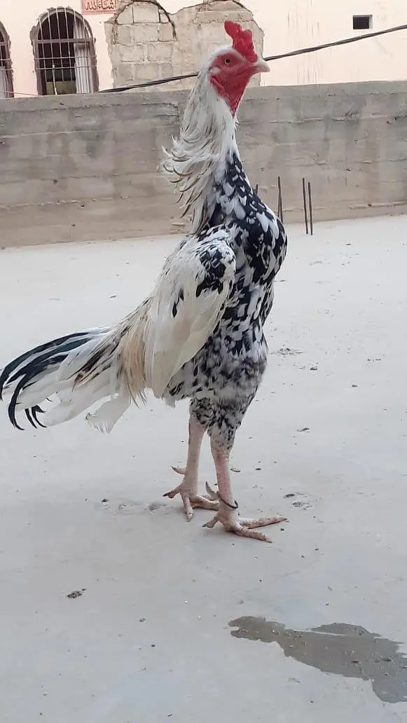 selling aseel jagerri chicks — photo 3