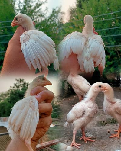 I want to sale home breed heera aseel chicks