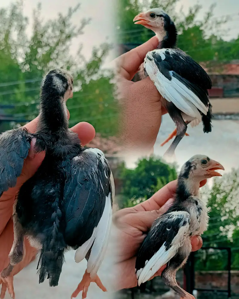 I want to sale home breed heera aseel chicks — photo 2