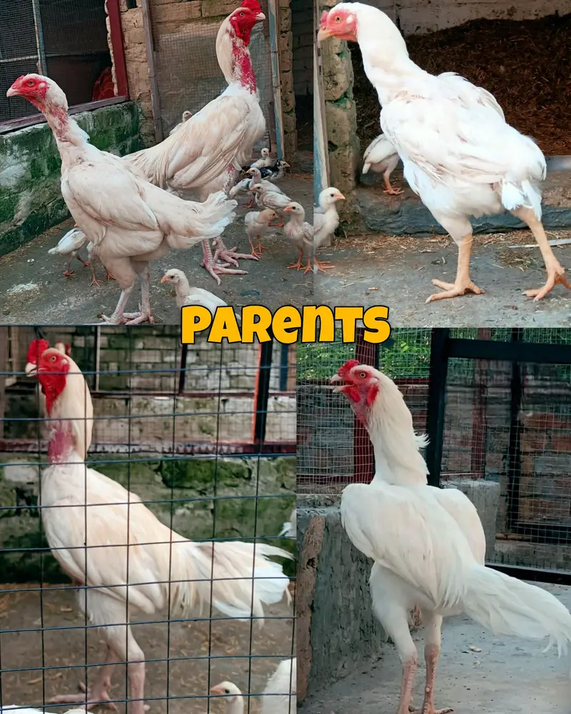 I want to sale home breed heera aseel chicks — photo 3