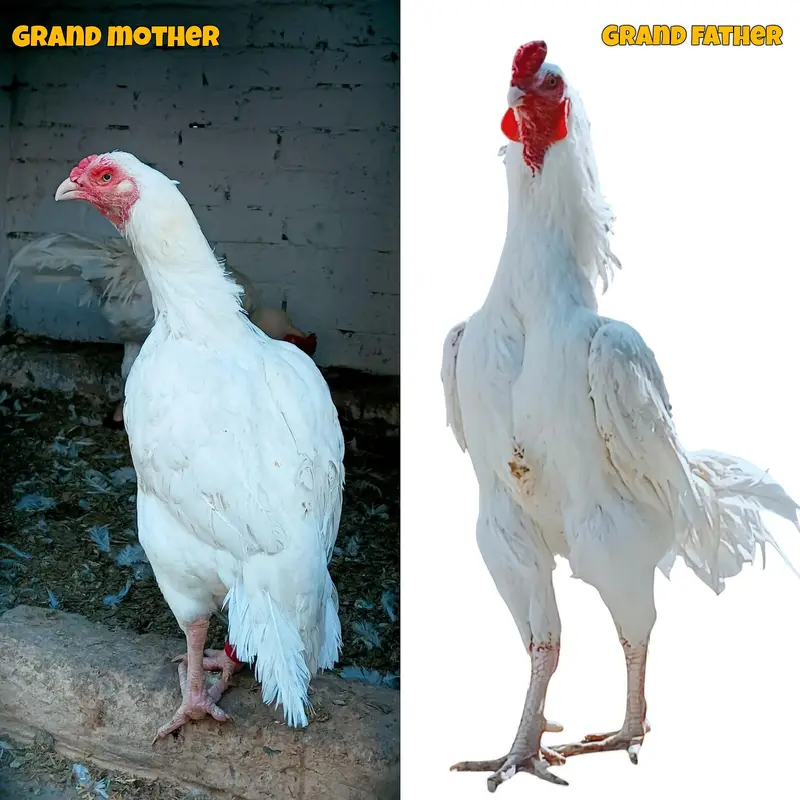 I want to sale home breed heera aseel chicks — photo 4