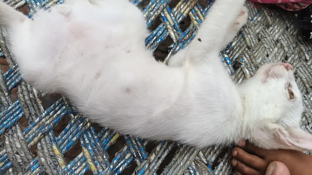 urgent sale — photo 3