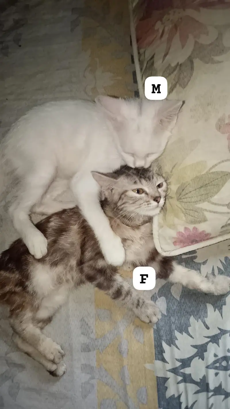 Persian Kitten — photo 2