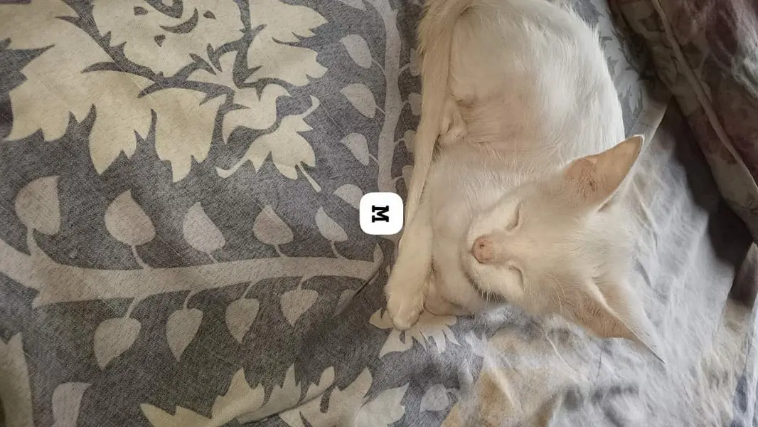 Persian Kitten — photo 3