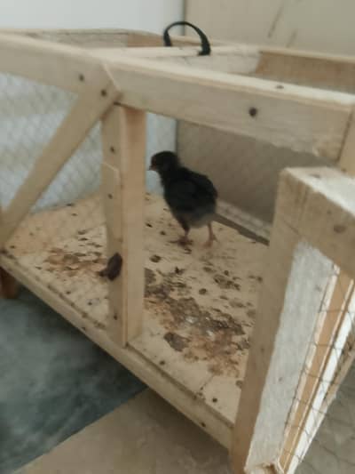 small hen with cage
