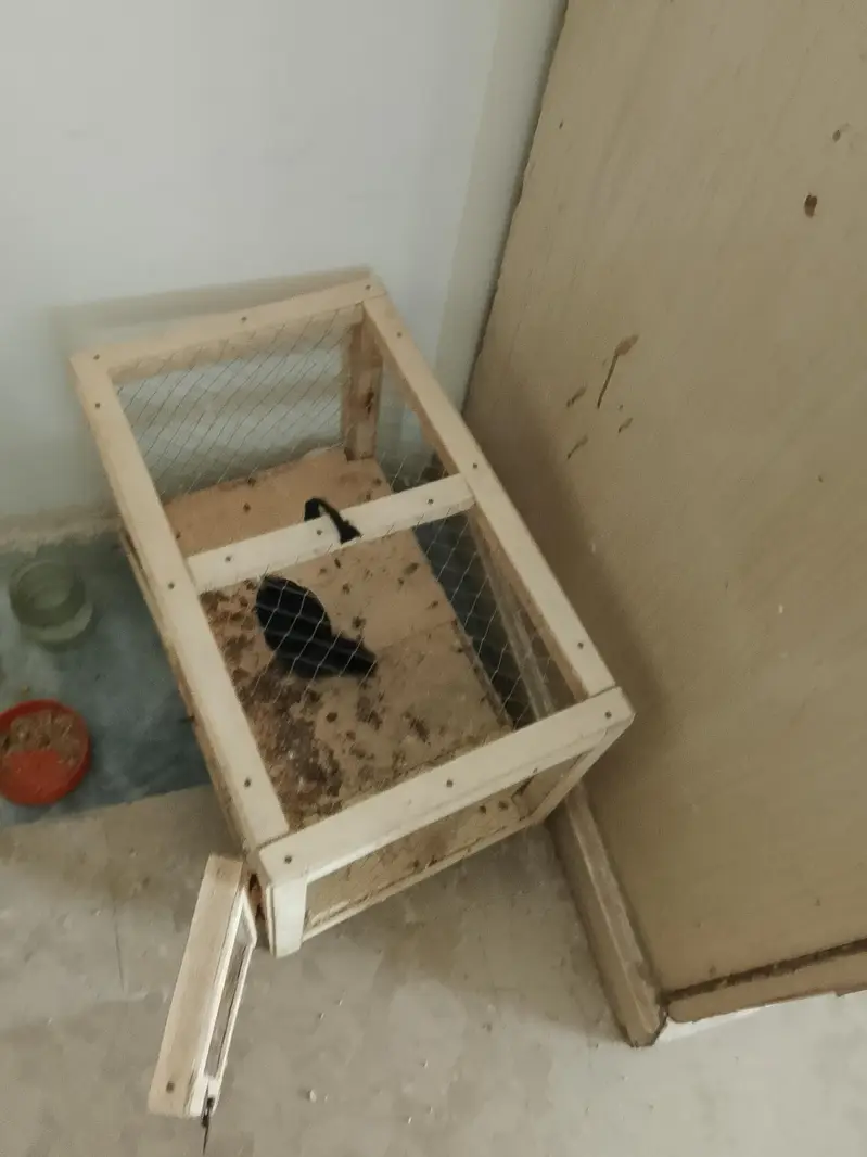 small hen with cage — photo 2