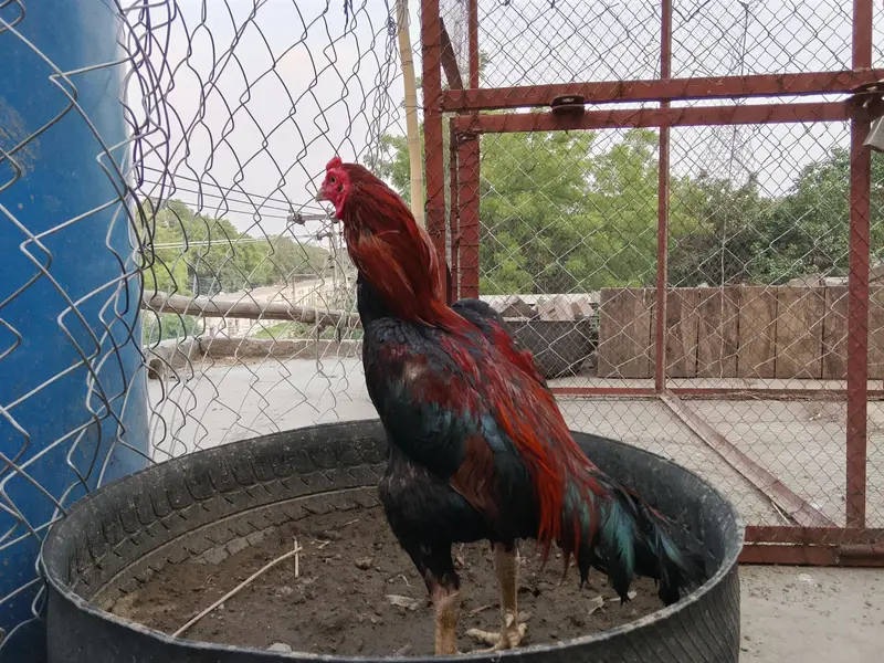Aseel Murga For Sale – Healthy & Active — photo 4