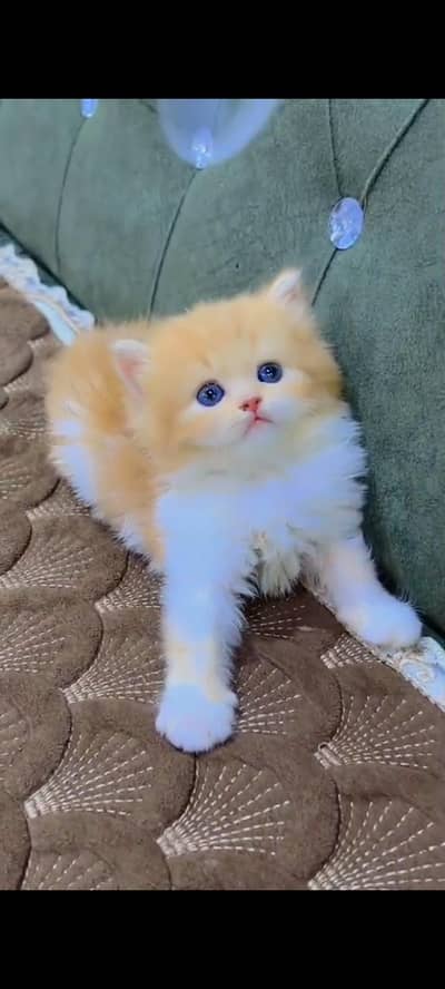 Quality Persian cat & Kittens Male & female    0322 7335071 WhatsApp