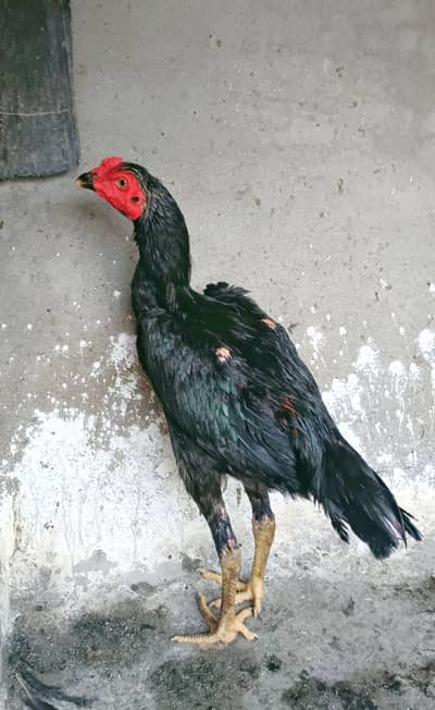 aseel pathy for sale