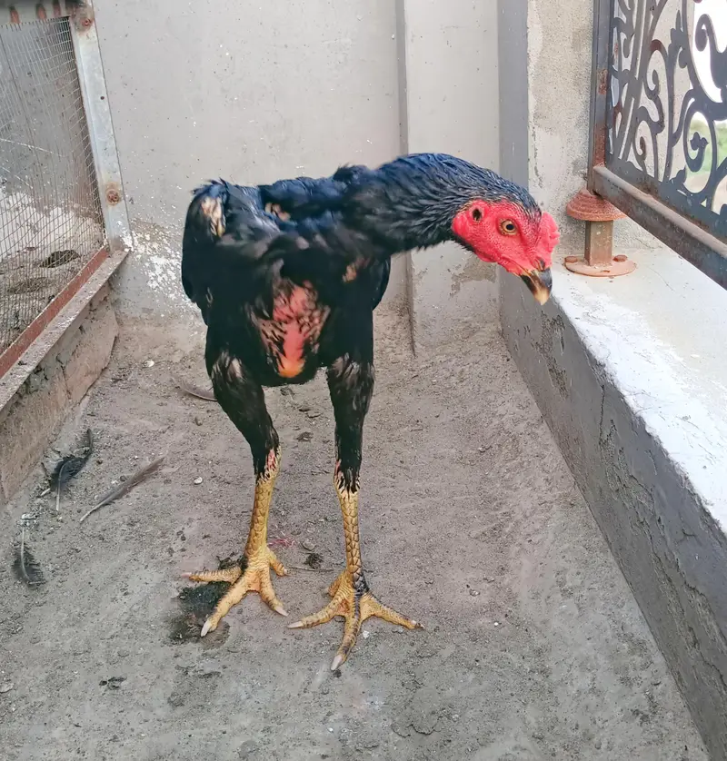 aseel pathy for sale — photo 2