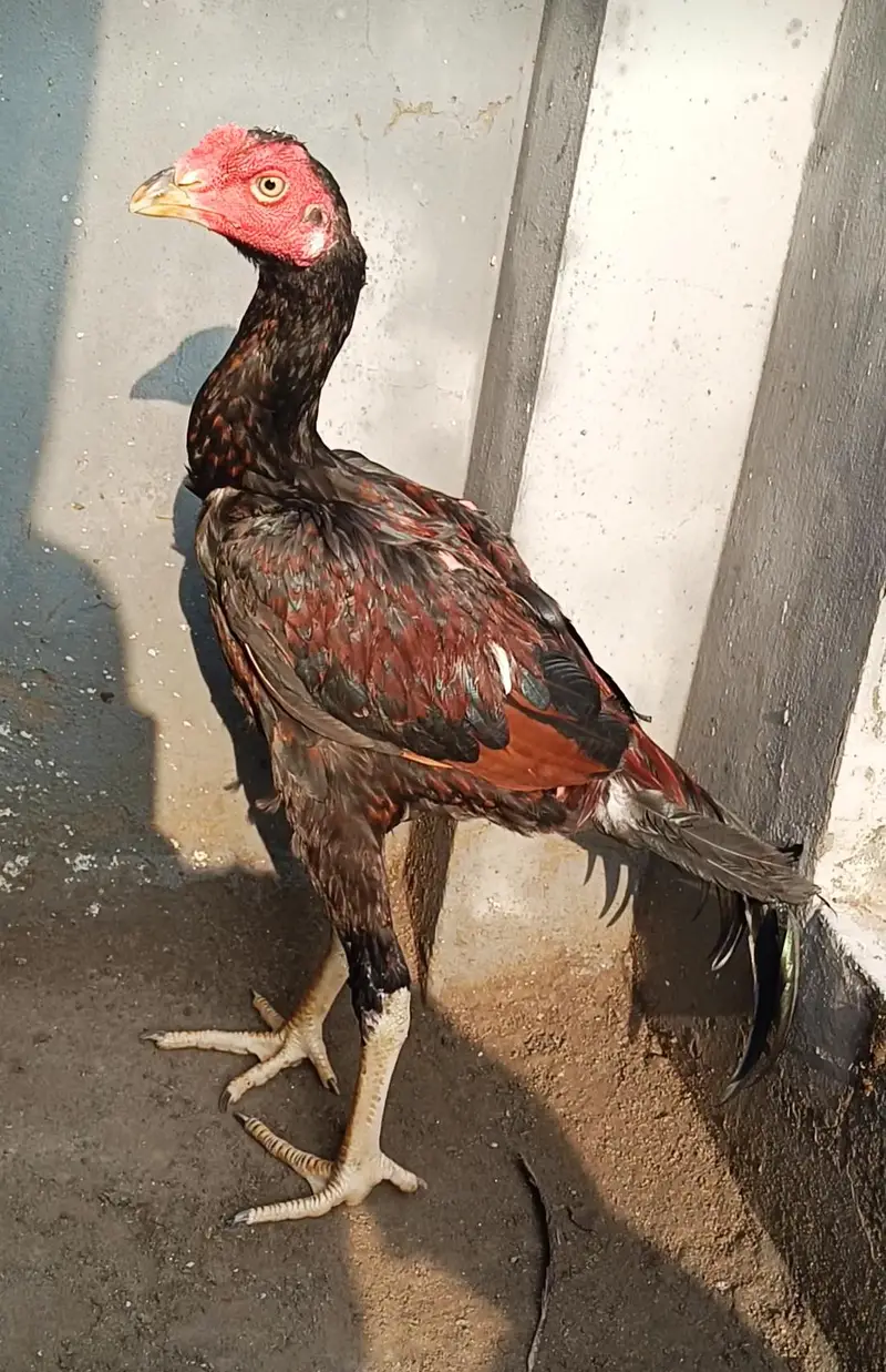 aseel pathy for sale — photo 3