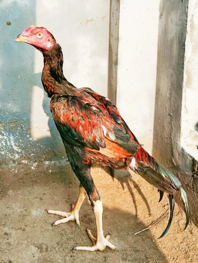 aseel pathy for sale — photo 4