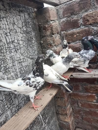 other pigeon 8 pigeon WhatsApp 03064301828