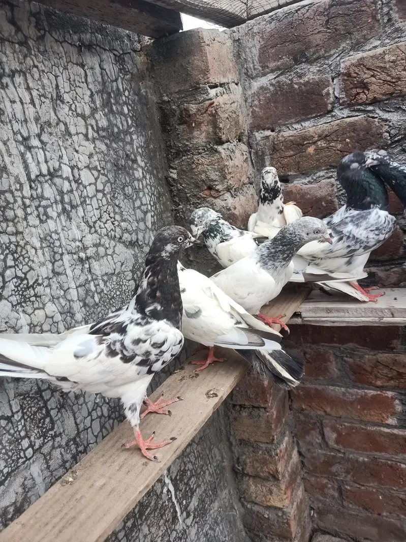 other pigeon 8 pigeon WhatsApp 03064301828
