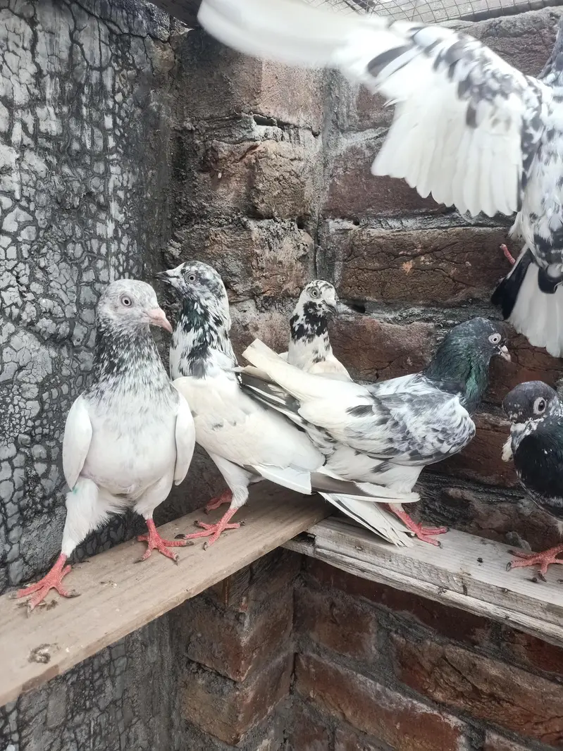 other pigeon 8 pigeon WhatsApp 03064301828 — photo 2