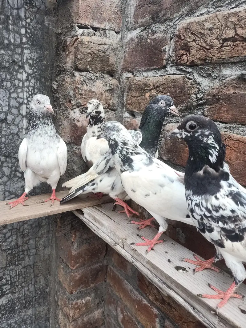 other pigeon 8 pigeon WhatsApp 03064301828 — photo 3