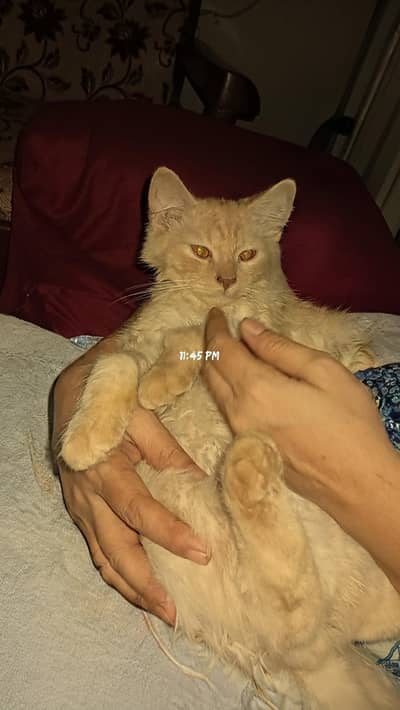 Fluffy Male Cat for Sale – 6 Months”