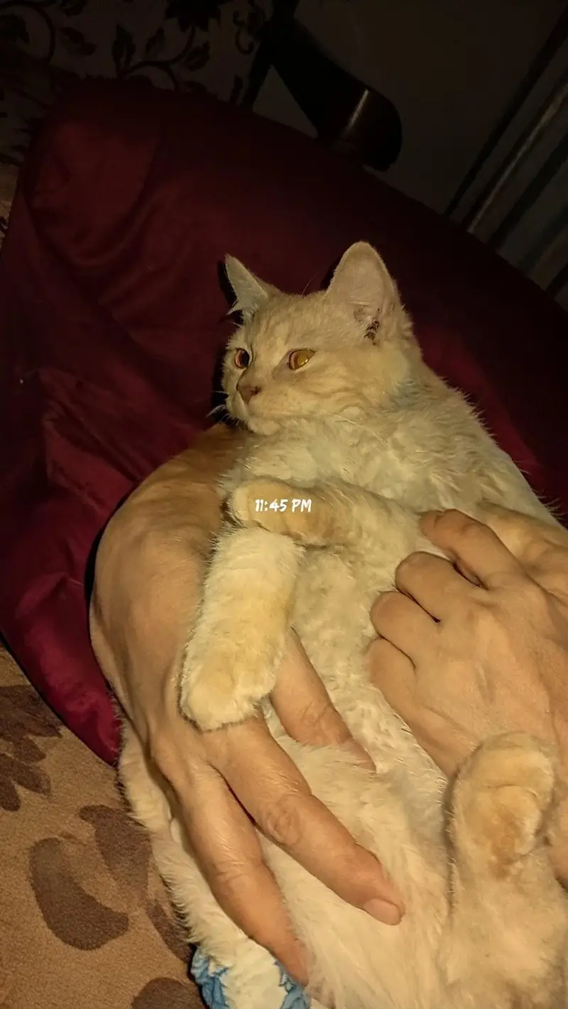 Fluffy Male Cat for Sale – 6 Months” — photo 2