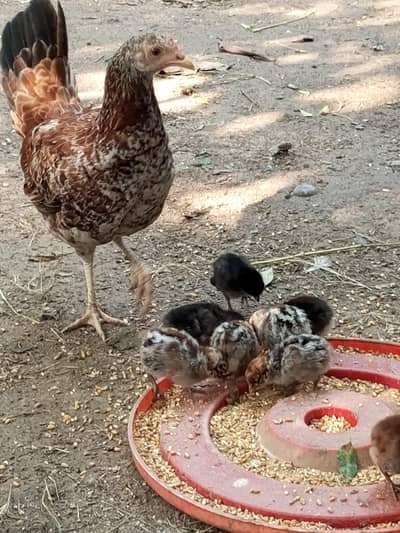 Hens with chick for sale