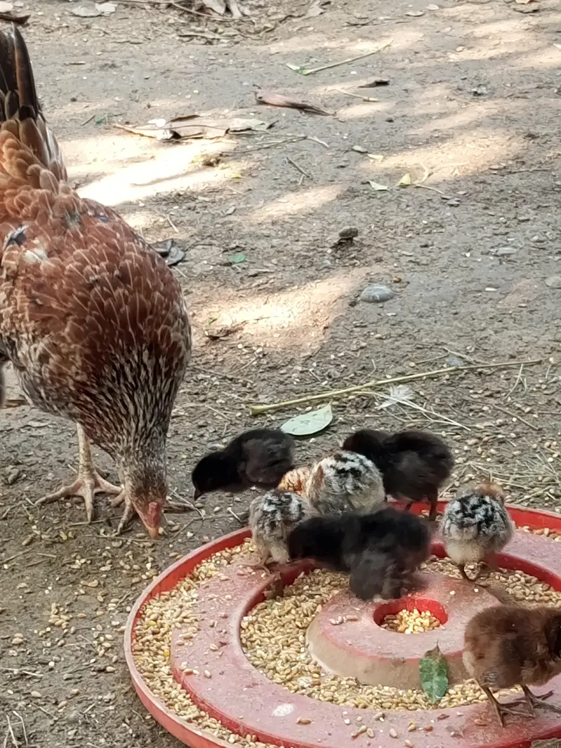 Hens with chick for sale — photo 2