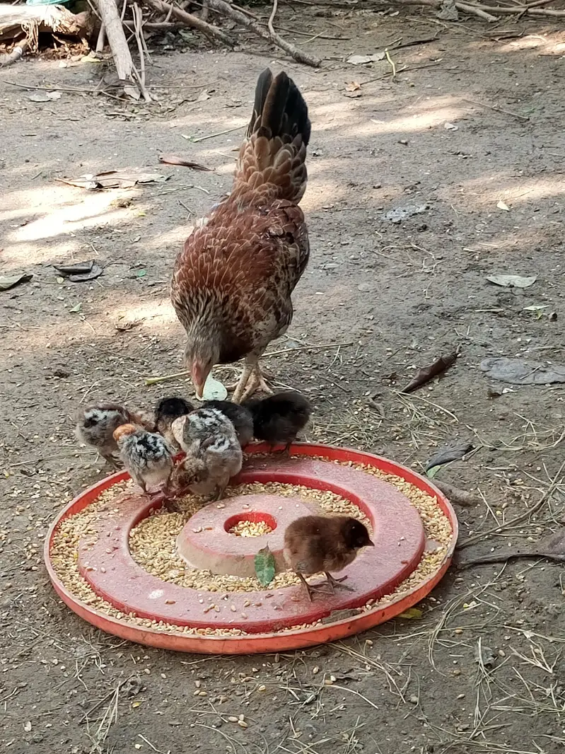 Hens with chick for sale — photo 3