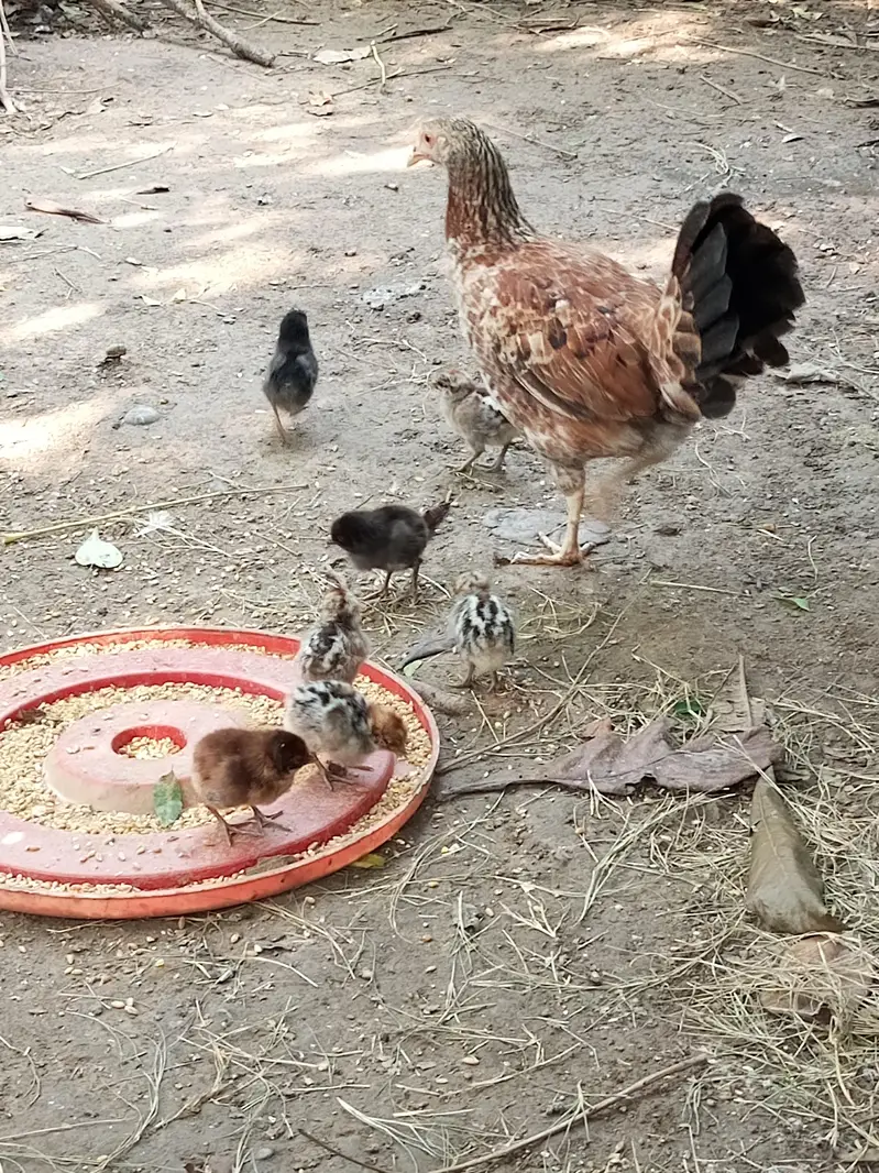Hens with chick for sale — photo 4