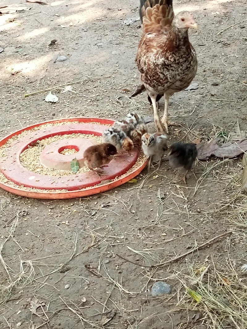 Hens with chick for sale — photo 5