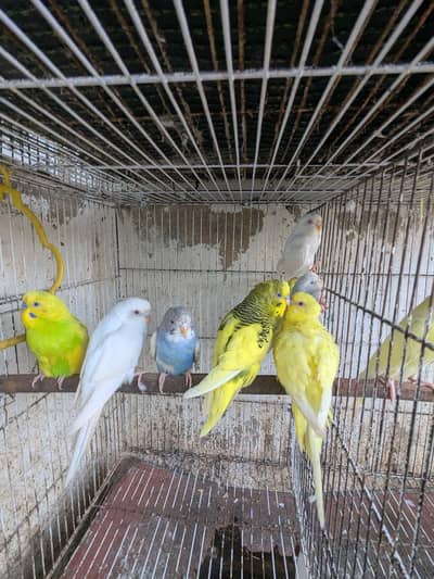 Budgies parrot Australian parrot
