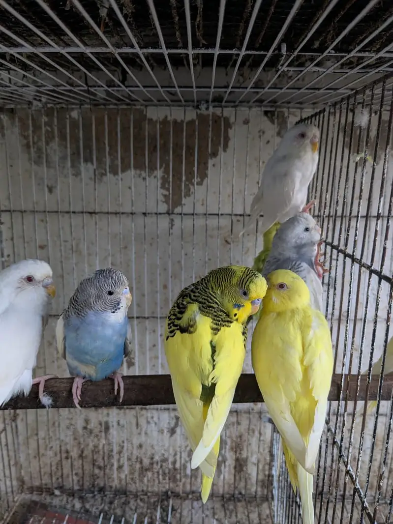 Budgies parrot Australian parrot — photo 2