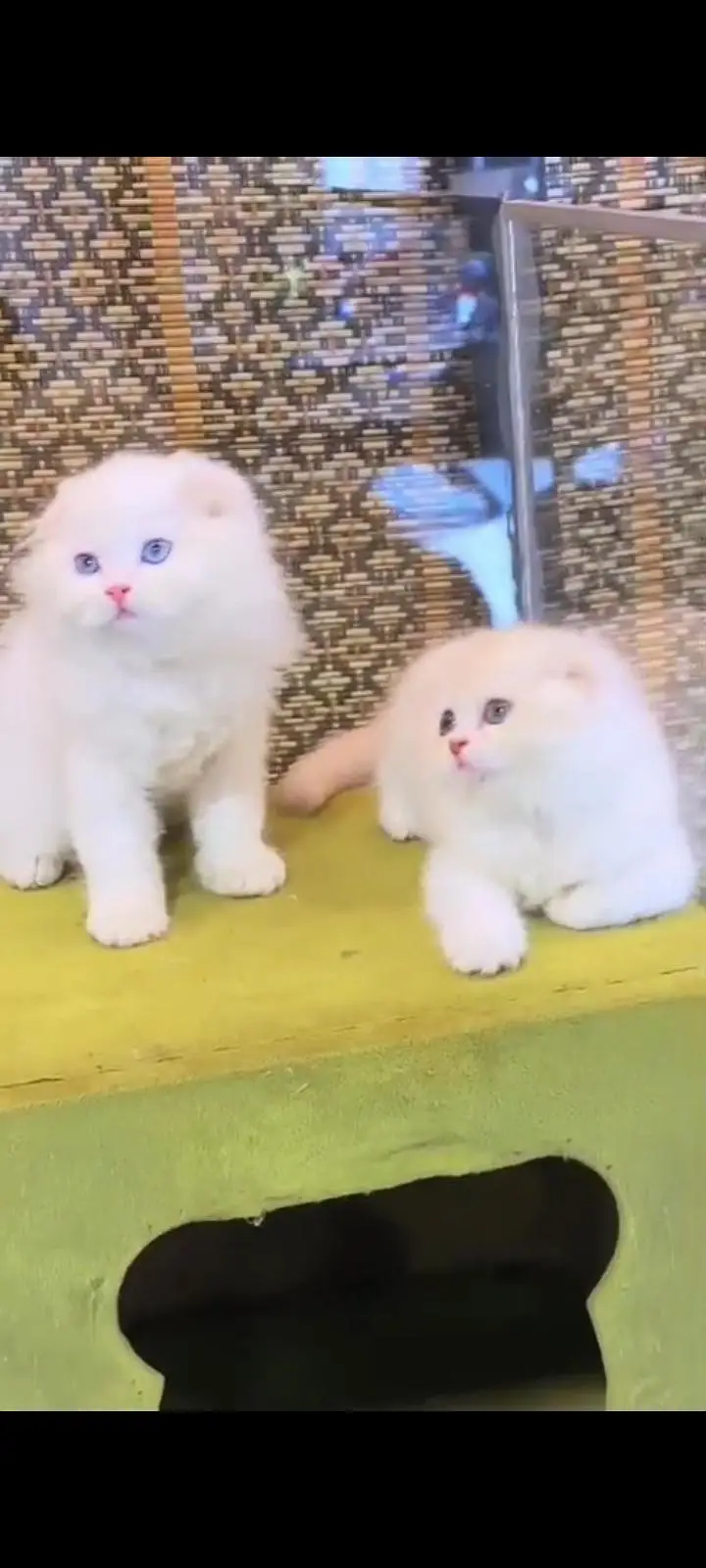 Quality Persian cat & Kittens Male & female    0322 7335071 WhatsApp — photo 2