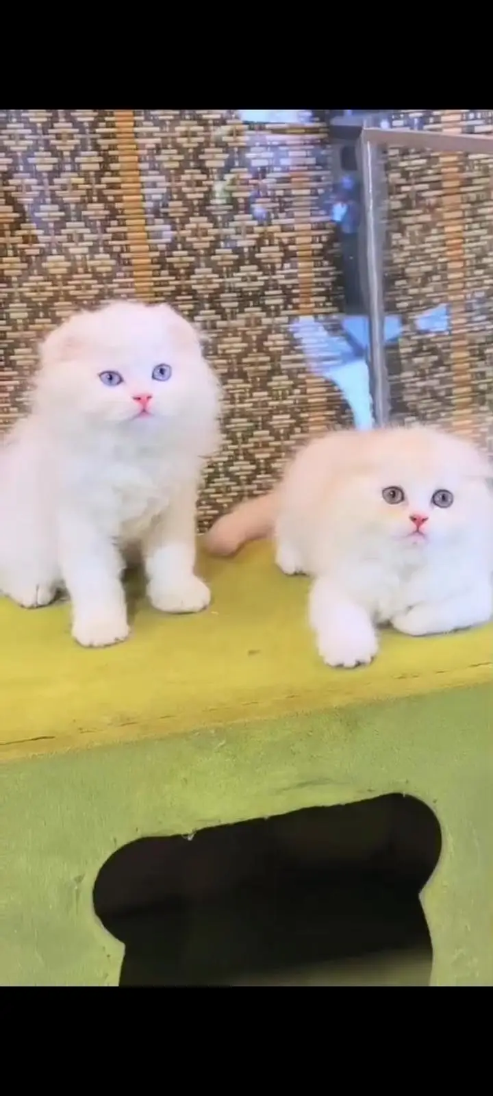 Quality Persian cat & Kittens Male & female    0322 7335071 WhatsApp — photo 3