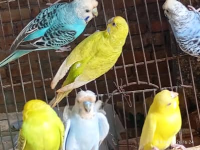 Australian pair and females