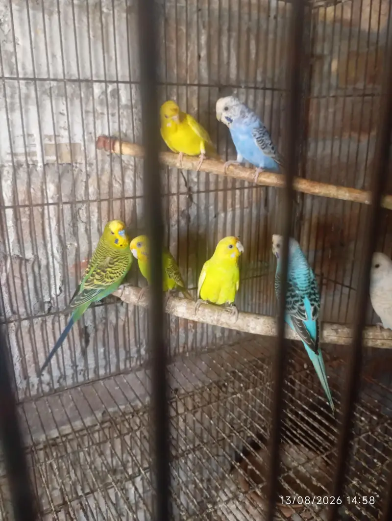 Australian pair and females — photo 2