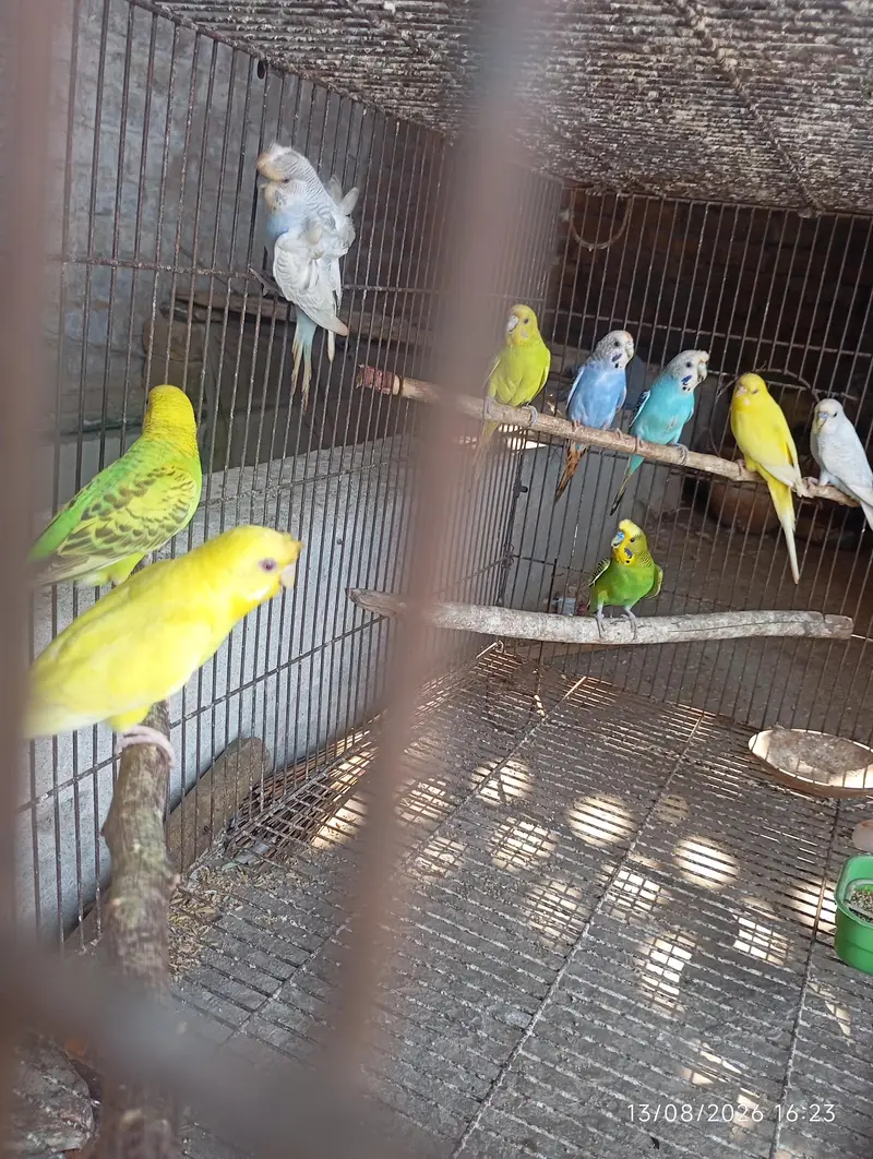 Australian pair and females — photo 3