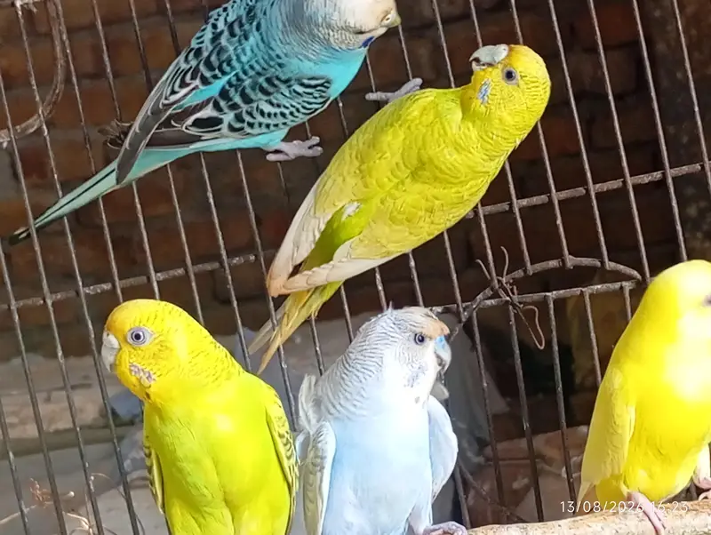 Australian pair and females — photo 4