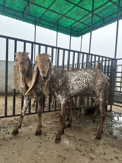 2 Donday Bakray/Goats two teeths