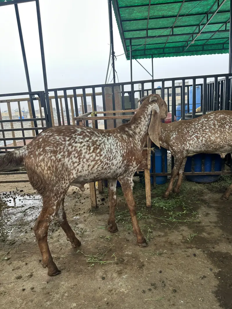 Donday Bakray/Goats two teeths — photo 2