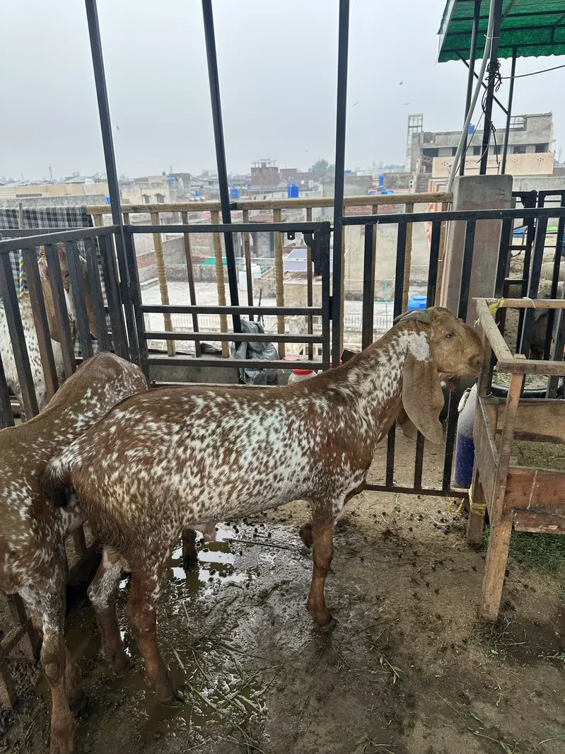 Donday Bakray/Goats two teeths — photo 3