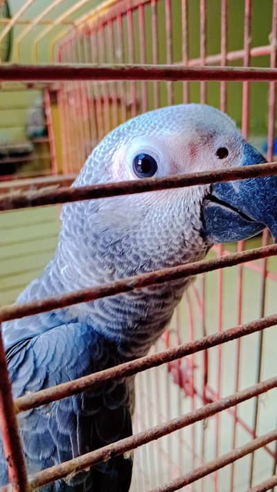 Grey parrot almost self