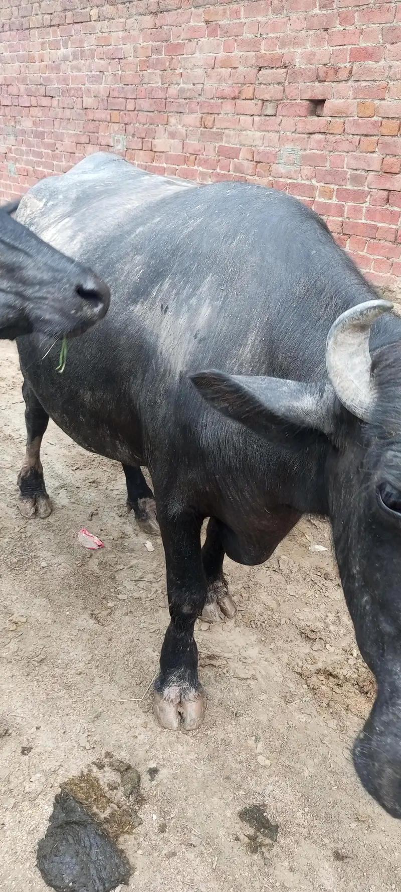 first timer gabban buffalo Bhains — photo 2