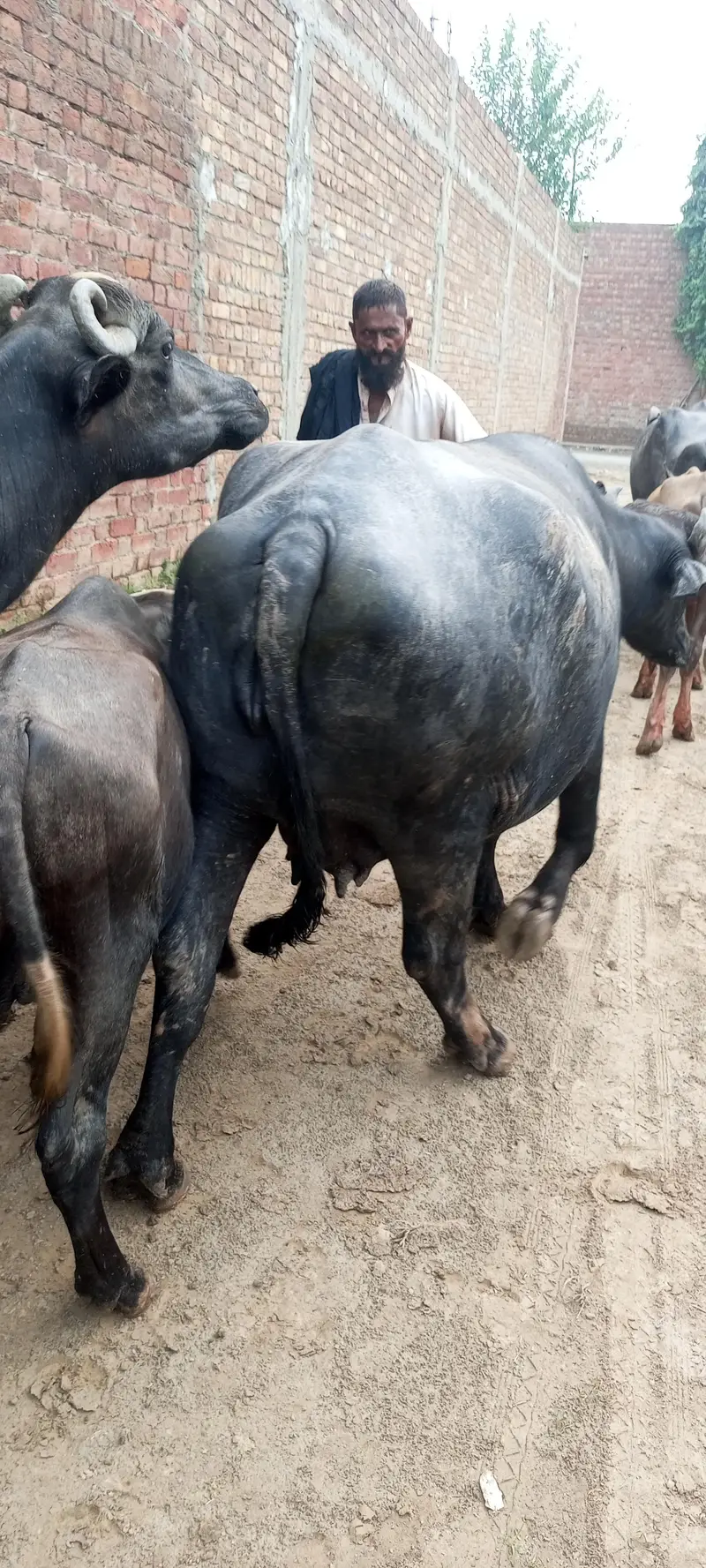 first timer gabban buffalo Bhains — photo 3